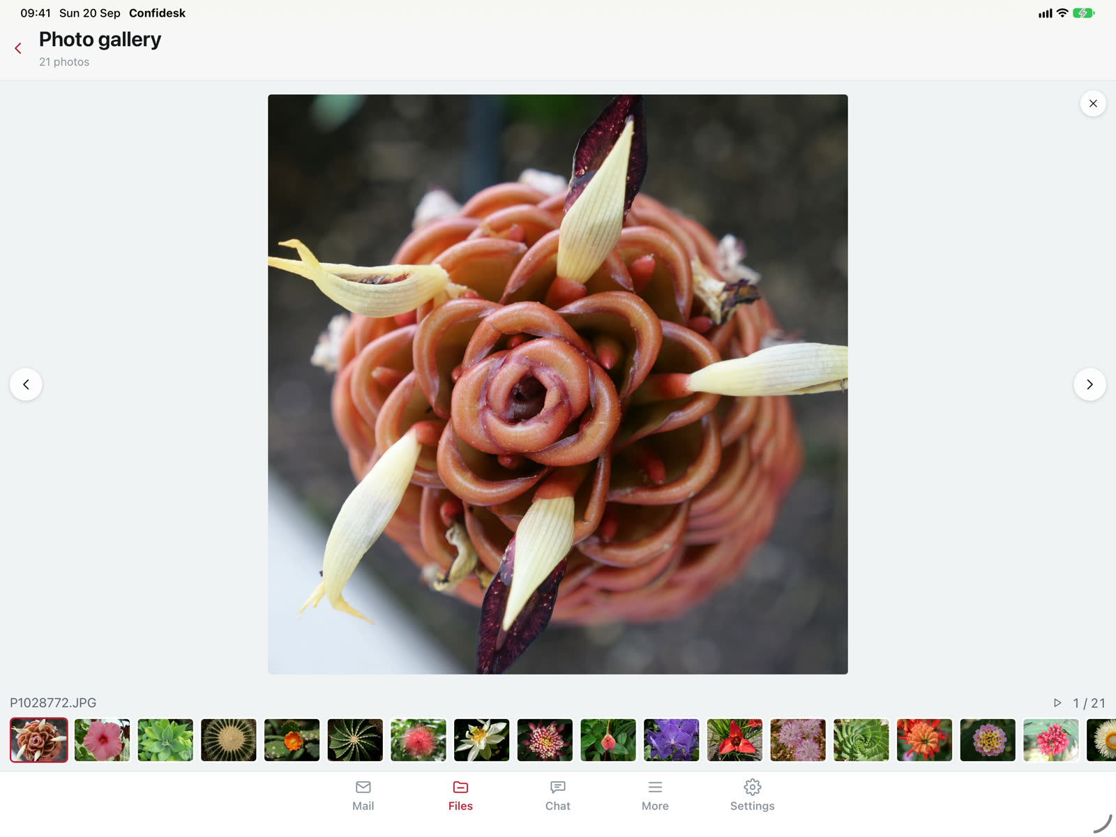 The Confidesk photo gallery on iPad: one photo shown large with a strip of thumbnails underneath