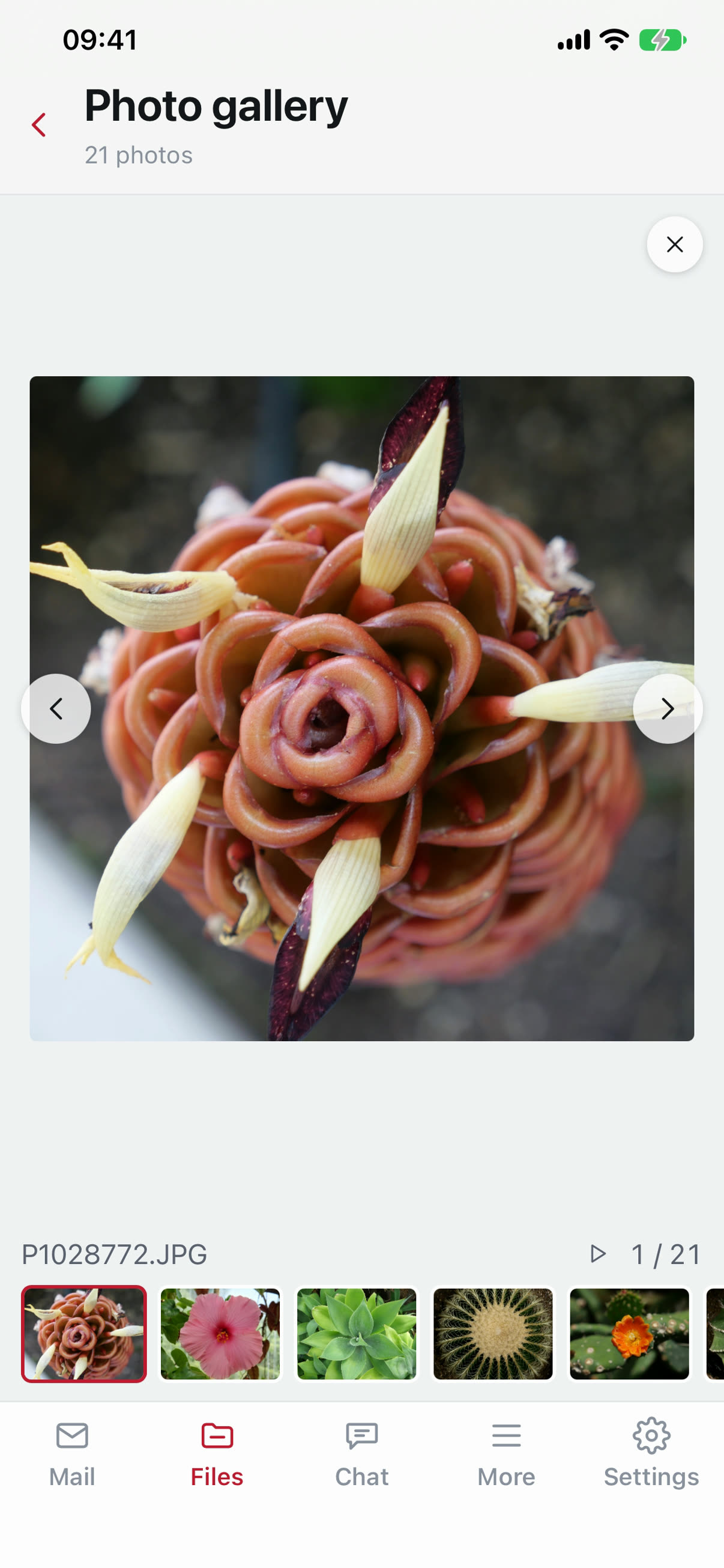 The photo gallery on the iPhone: one photo full-screen with a strip of thumbnails underneath